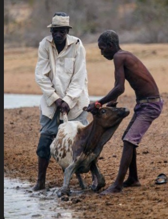 Man managing cattle and livestock at a cattle post in Botswana