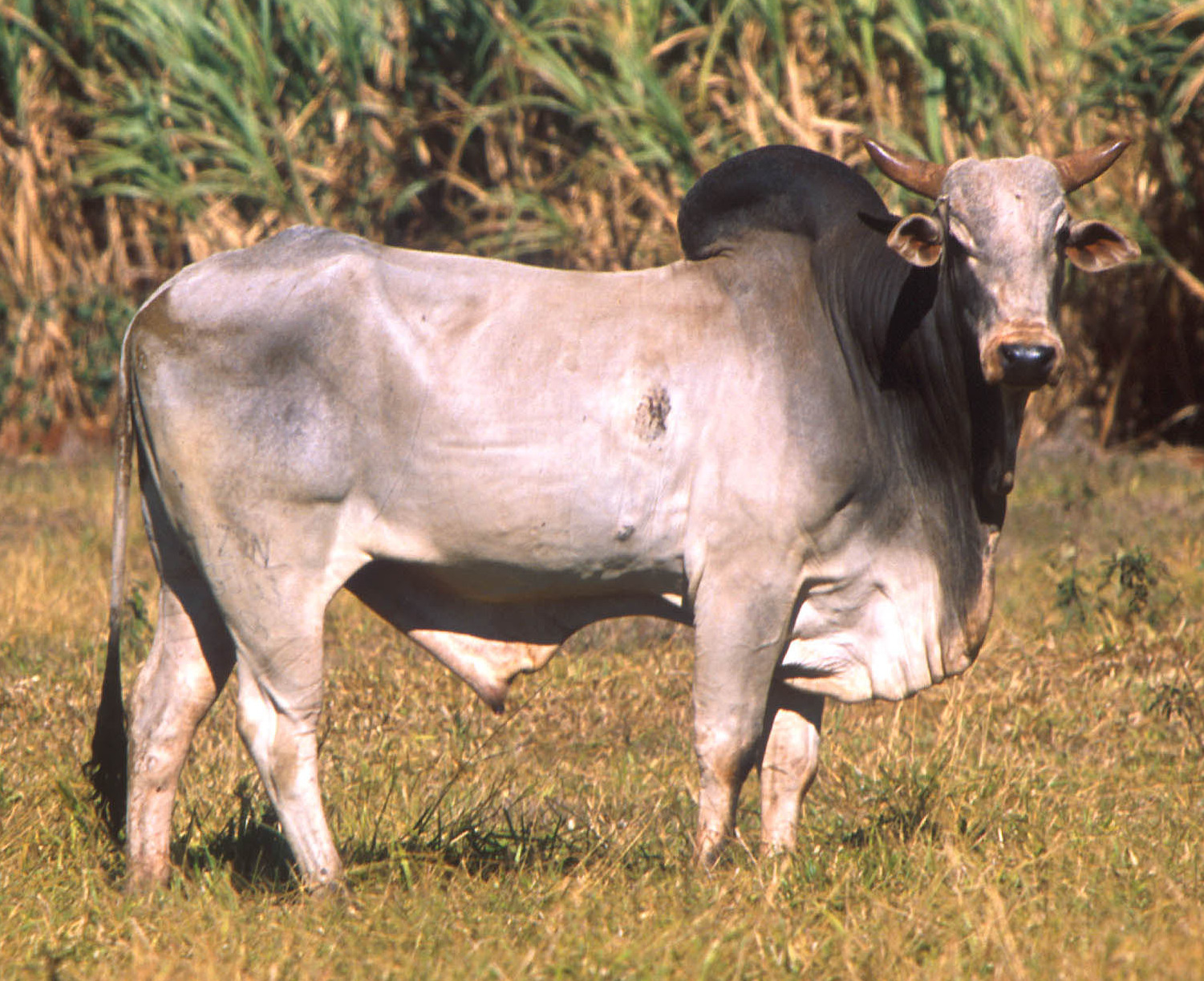 Close-up photo of a Zebu bull cattle with horns and a hump, standing in a farm setting